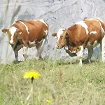 فندق Jaeger Zillertal 3*